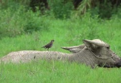 八哥最新爆料,揭秘娱乐圈最新动态与幕后故事