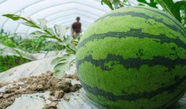 最新爆料七个瓜,七重爆料揭秘娱乐圈风云变幻